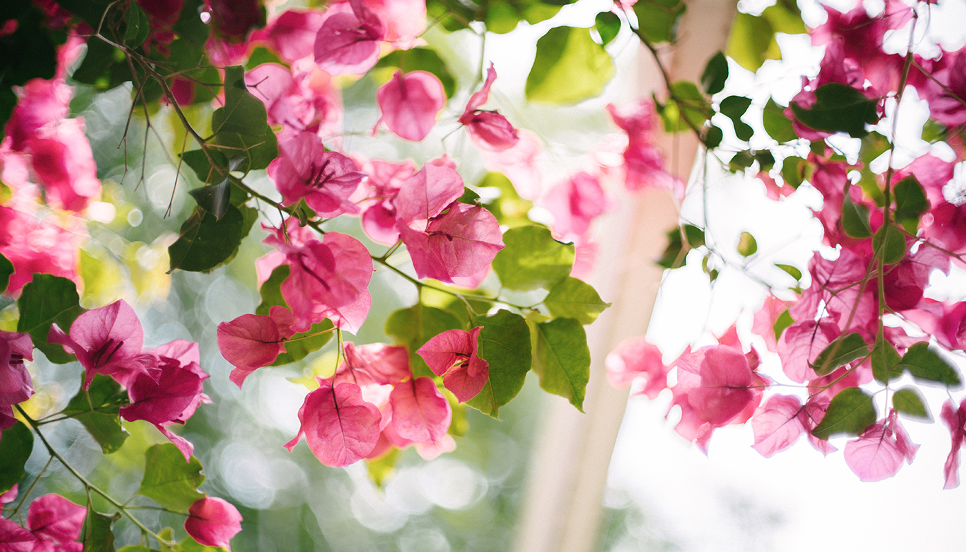 Bougainvillea is a native flower to Santa Barbara and grows outside of SBCC's Student Services Building.